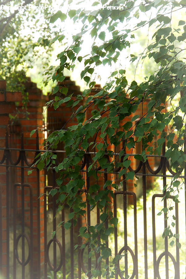 Patio, Pergola, Porch, Plant, Vine, Durian, Fruit