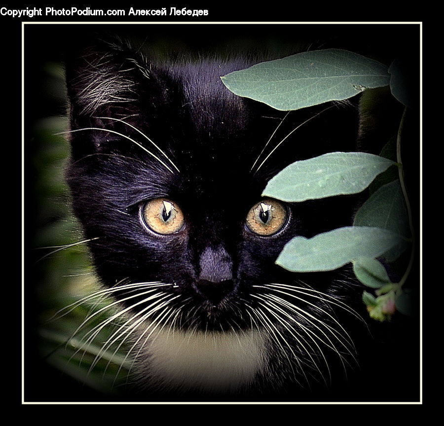 Animal, Black Cat, Cat, Mammal, Pet