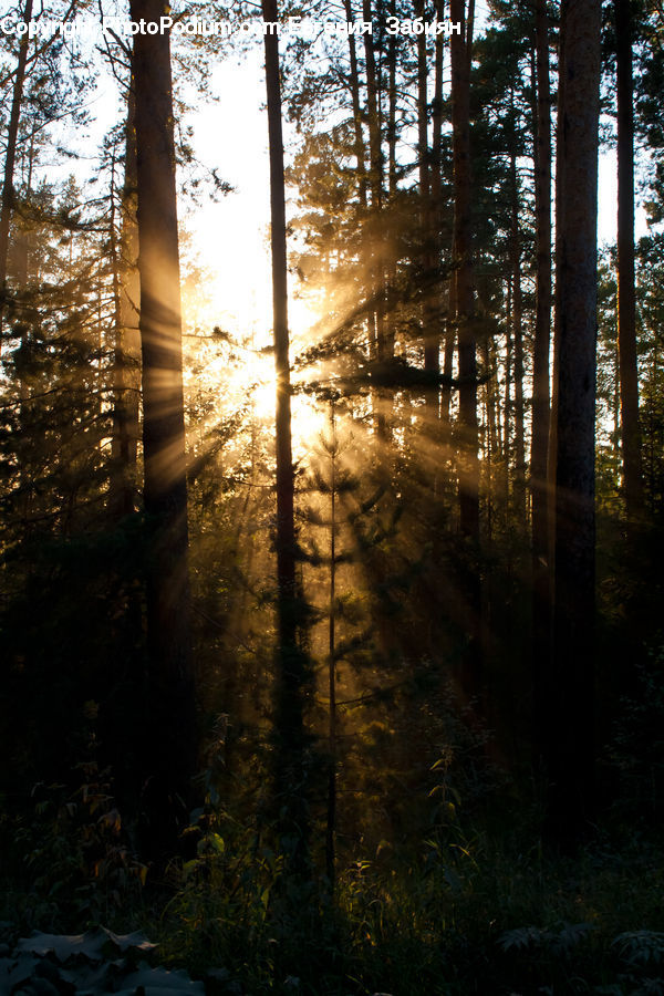 Plant, Potted Plant, Forest, Vegetation, Flare, Light, Sunlight