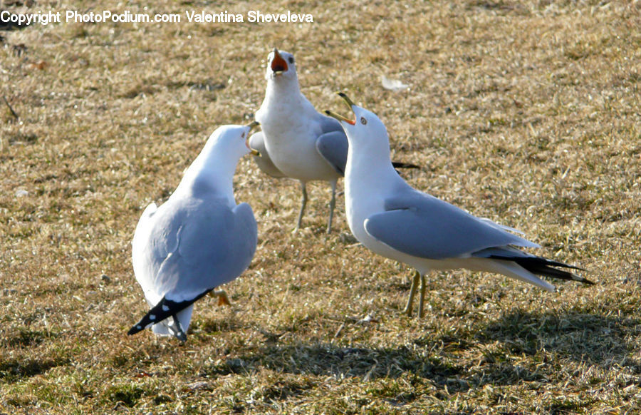 Bird, Seagull, Duck, Teal, Waterfowl, Booby, Dove