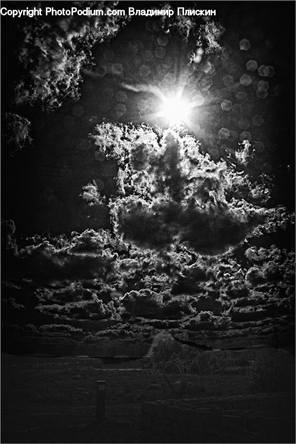 Flare, Light, Sunlight, Plant, Tree, Bush, Vegetation