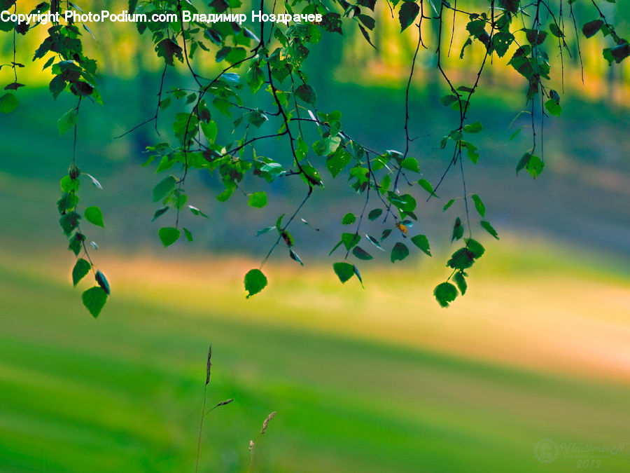 Field, Grass, Grassland, Plant, Vine, Blossom, Flora