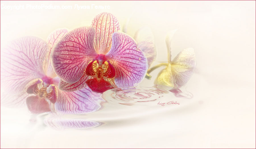 Blossom, Flora, Flower, Plant, Accessories, Cushion, Home Decor