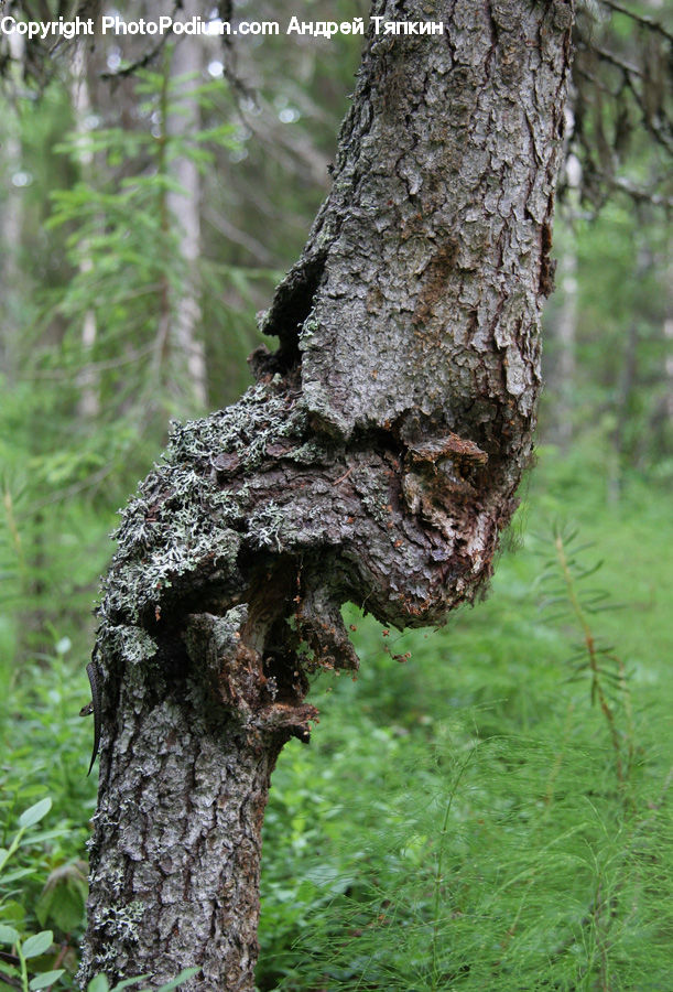 Tree Trunk, Birch, Tree, Wood, Para Rubber Tree, Plant, Ivy