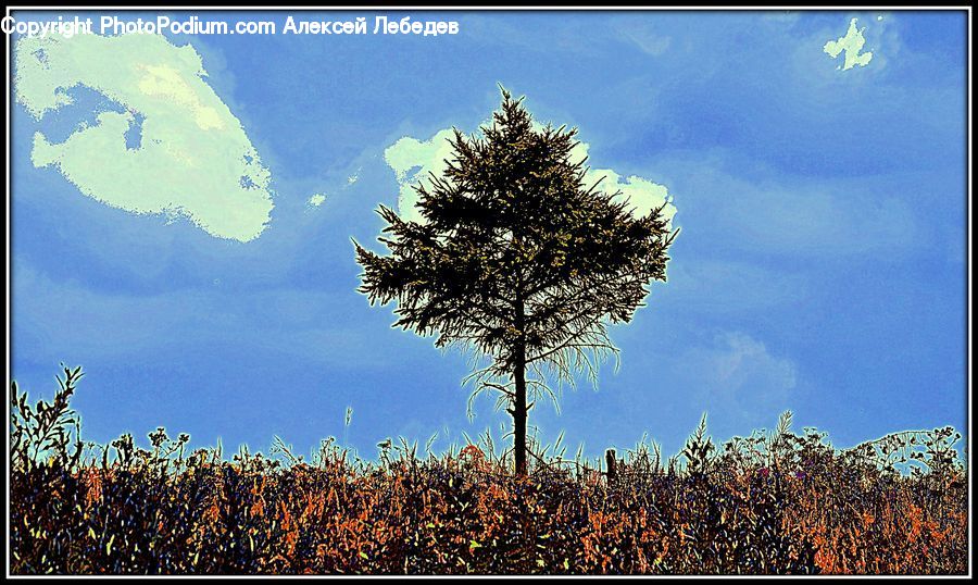 Bush, Plant, Vegetation, Tree, Conifer, Fir, Blossom