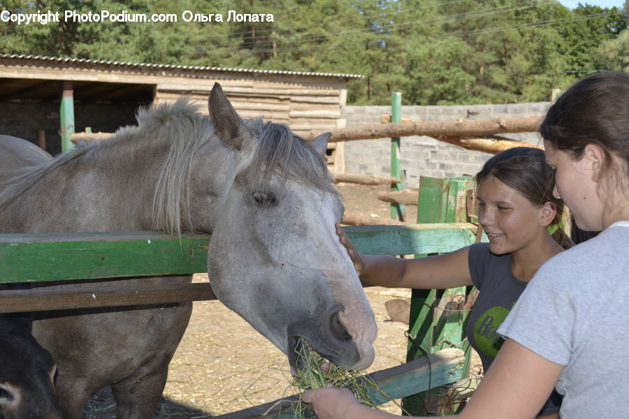 Animal, Horse, Mammal, People, Person, Human, Colt Horse