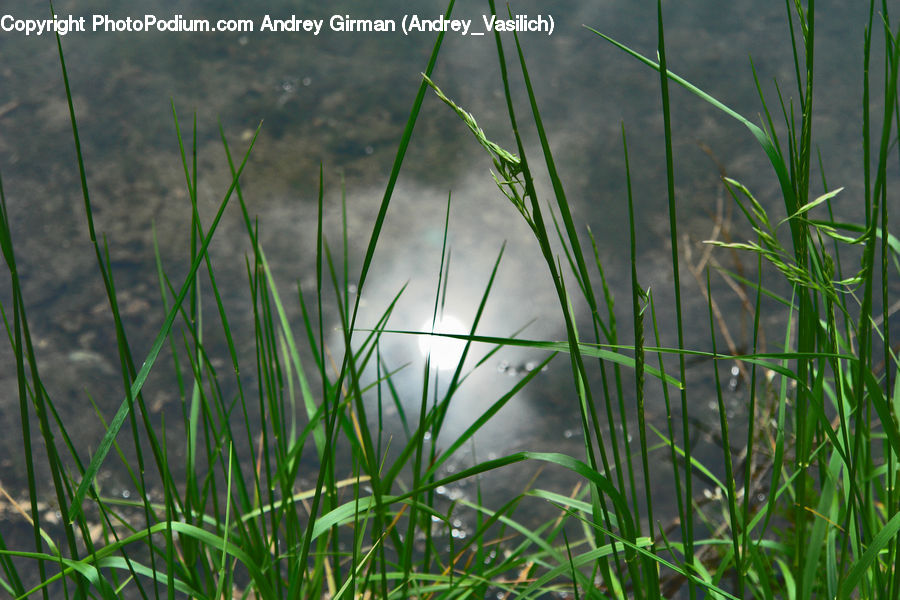 Field, Grass, Grassland, Plant, Vegetation