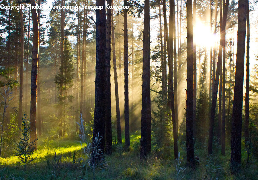 Forest, Vegetation, Flare, Light, Sunlight, Grove, Land