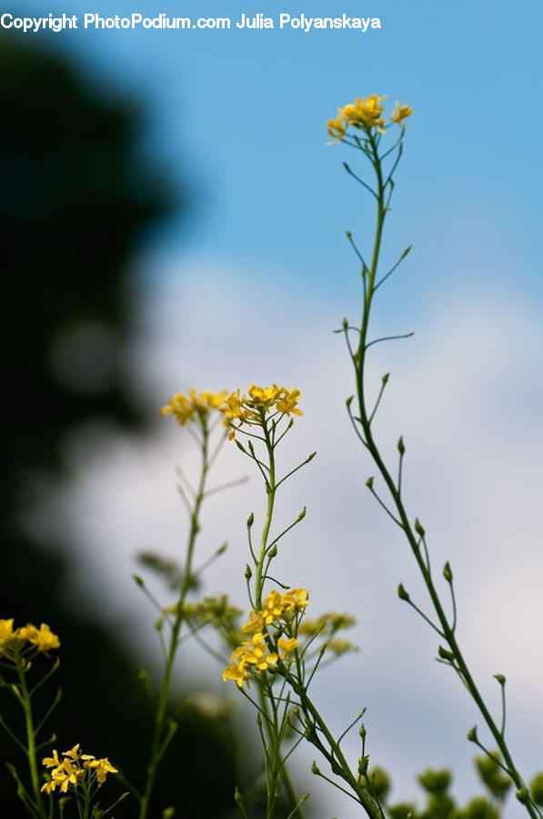 Aster, Blossom, Flower, Plant, Flora, Daffodil, Asteraceae