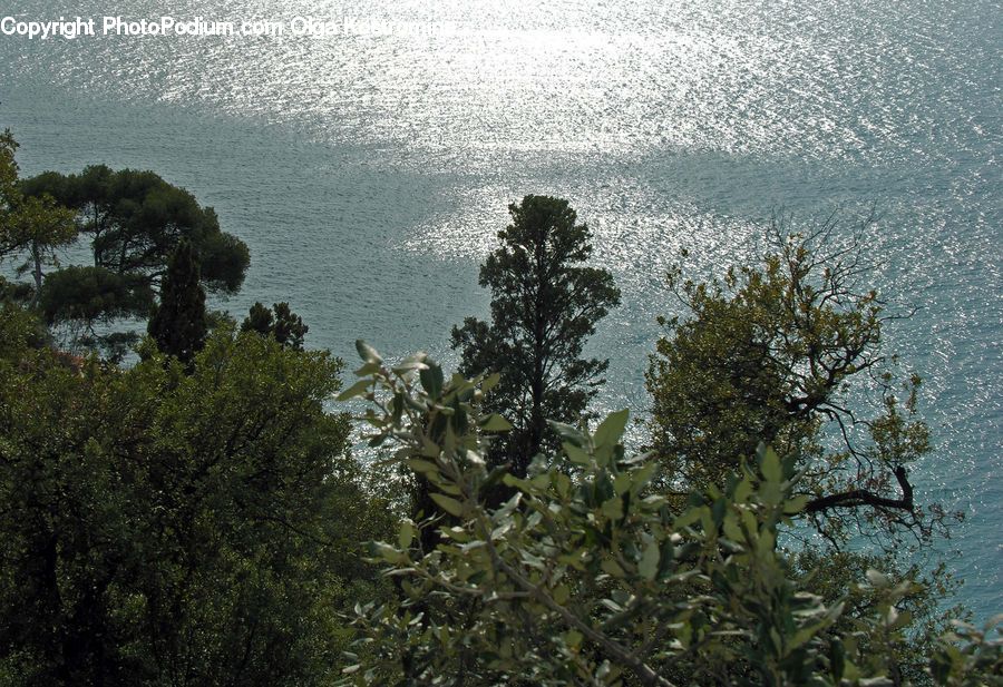Plant, Vegetation, Bush, Conifer, Fir, Tree, Landscape