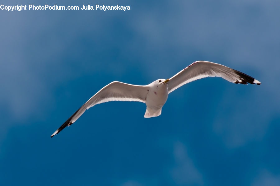 Bird, Seagull, Booby, Beak