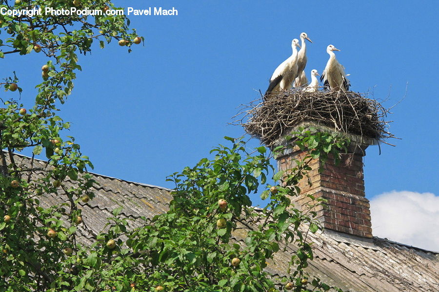 Bird, Stork, Ivy, Plant, Vine, Nest, Fruit