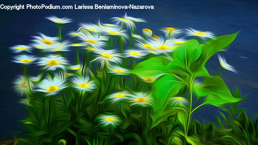 Plant, Blossom, Flora, Flower, Daffodil, Asteraceae, Field