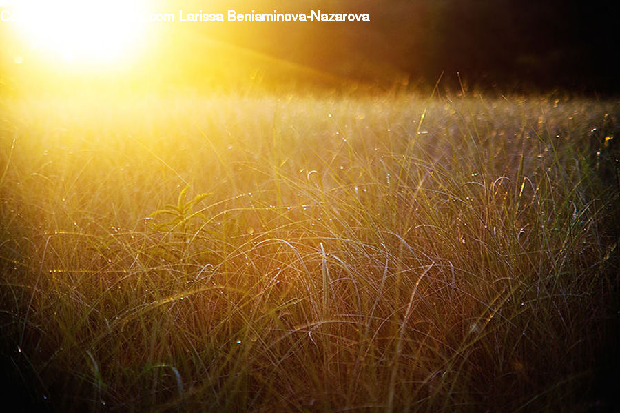 Field, Grass, Grassland, Plant