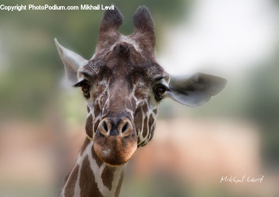 Animal, Giraffe, Mammal