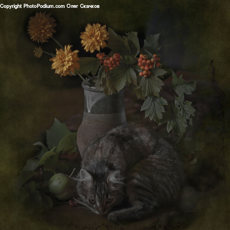 Plant, Potted Plant, Animal, Cat, Kitten, Mammal, Pet