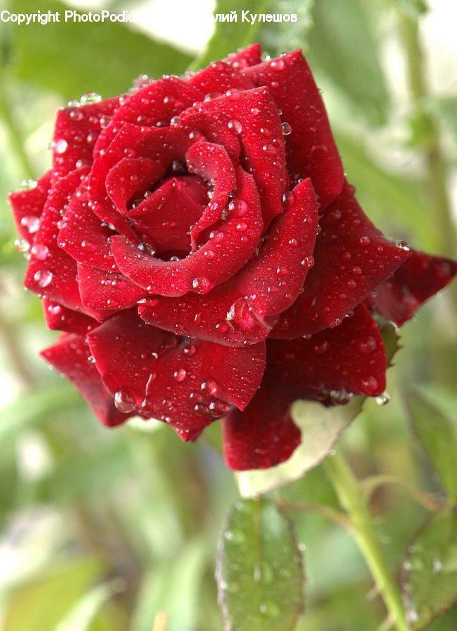 Blossom, Flower, Plant, Rose, Carnation, Flora, Geranium