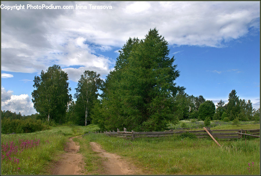 Dirt Road, Gravel, Road, Conifer, Fir, Plant, Tree