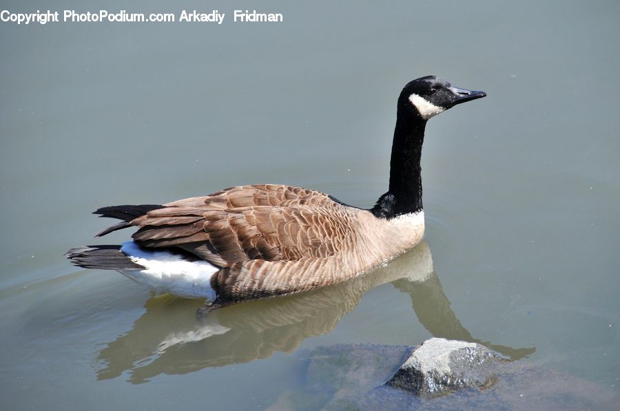 Bird, Goose, Waterfowl, Beak, Water, Duck, Teal