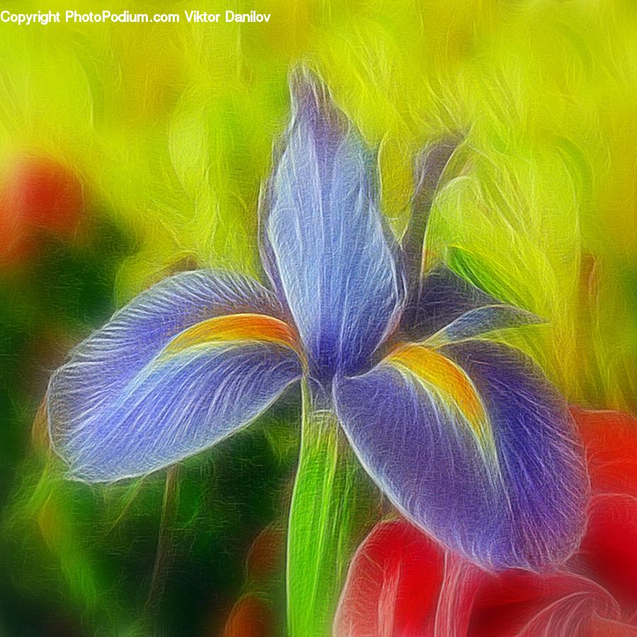 Blossom, Flora, Flower, Geranium, Plant, Crocus, Petal