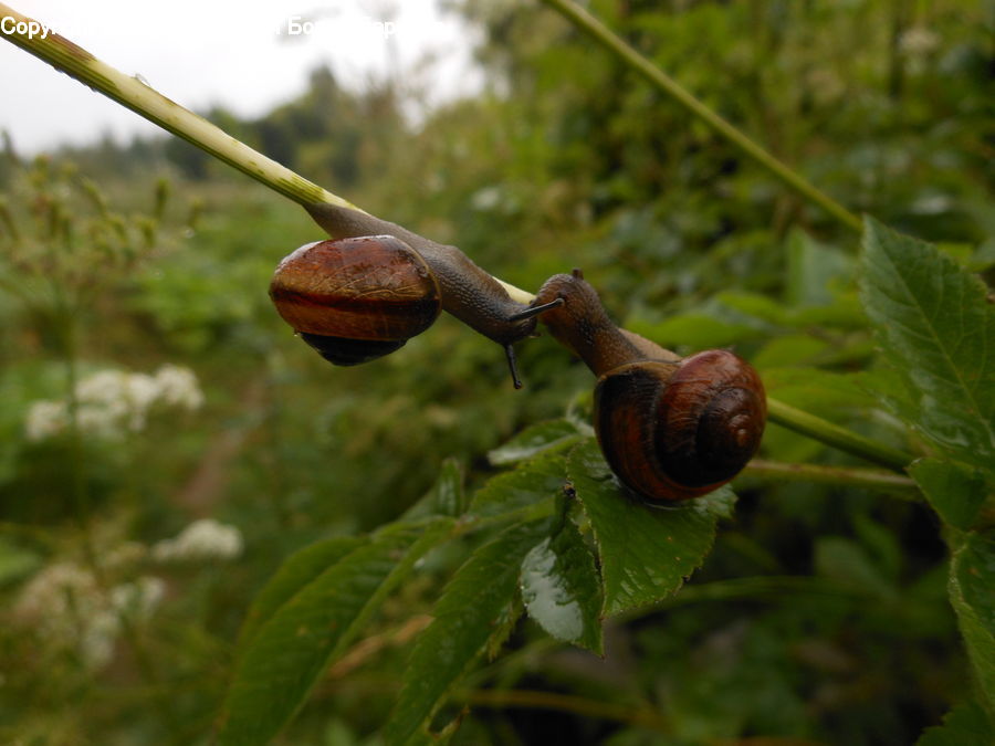 Acorn, Plant, Seed, Rust, Soil