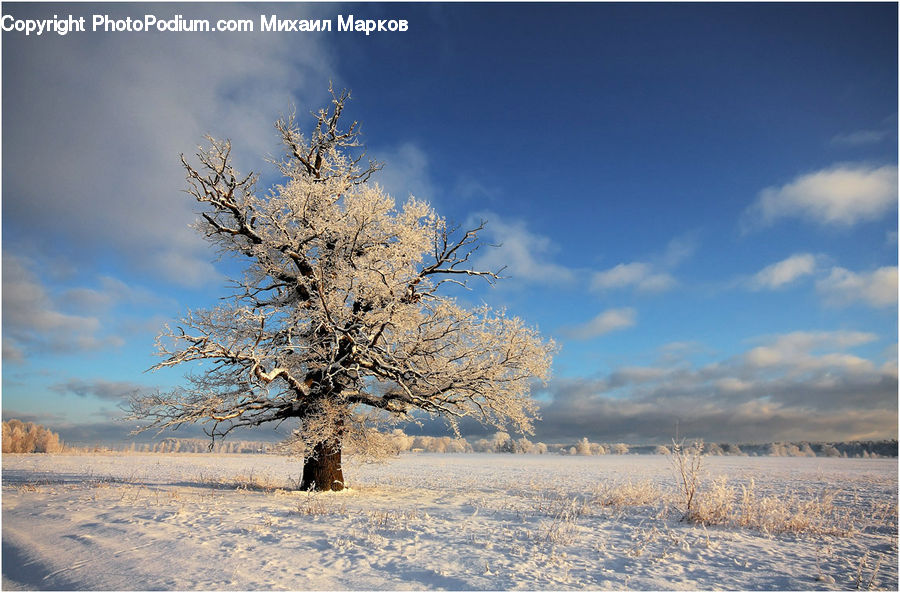 Frost, Ice, Outdoors, Snow, Plant, Tree, Oak