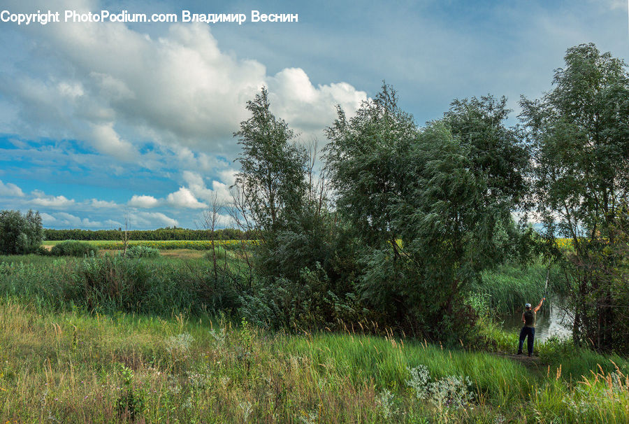 Field, Grass, Grassland, Land, Outdoors, Plant, Landscape