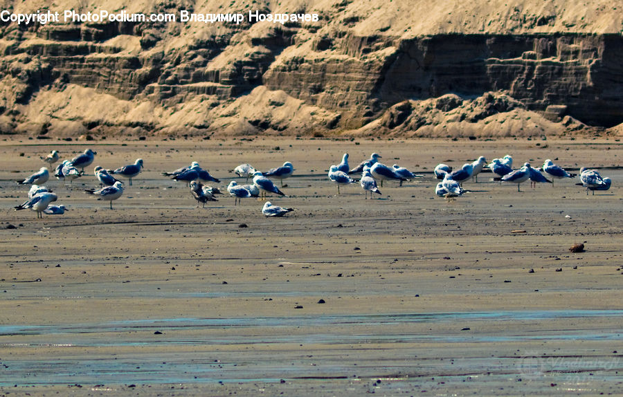 Bird, Seagull, Crane Bird, Heron, Outdoors, Sand, Soil