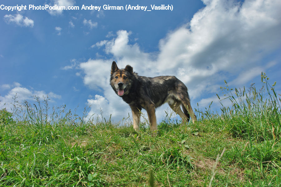 Animal, Canine, Coyote, Grey Fox, Mammal, Red Wolf, Wolf