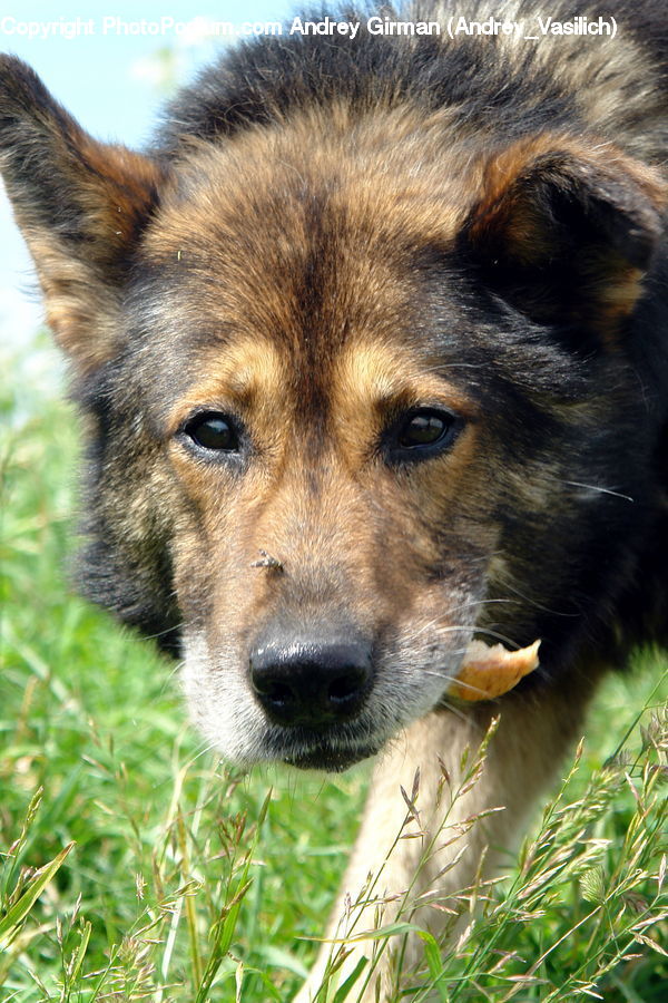 Animal, Canine, Collie, Dog, Mammal, Pet, German Shepherd