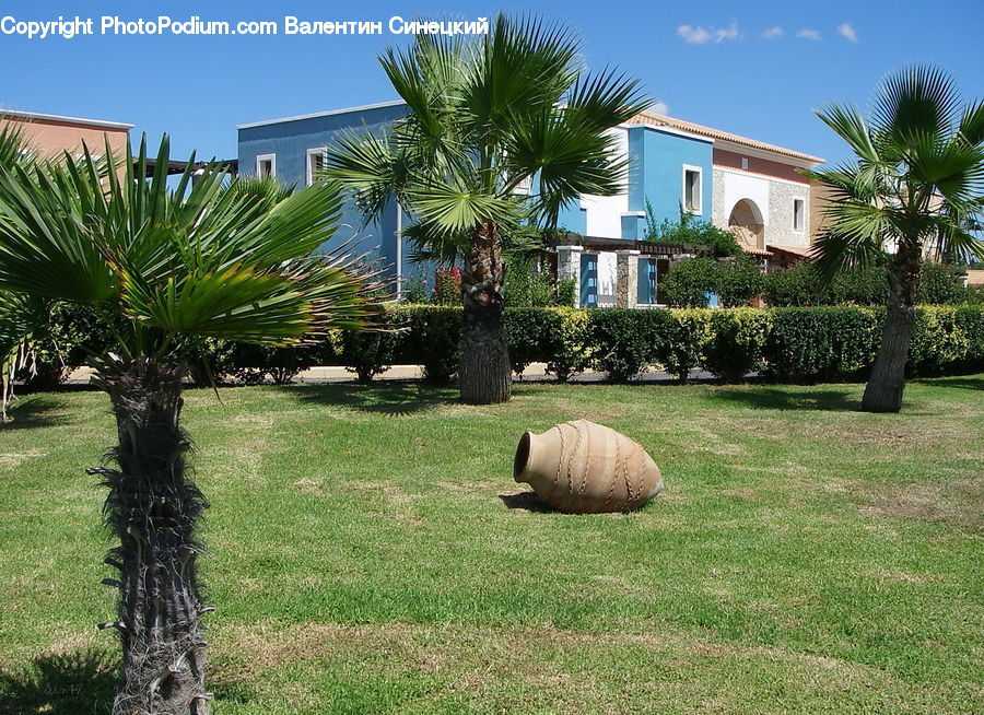 Plant, Potted Plant, Arecaceae, Palm Tree, Tree, Building, Housing