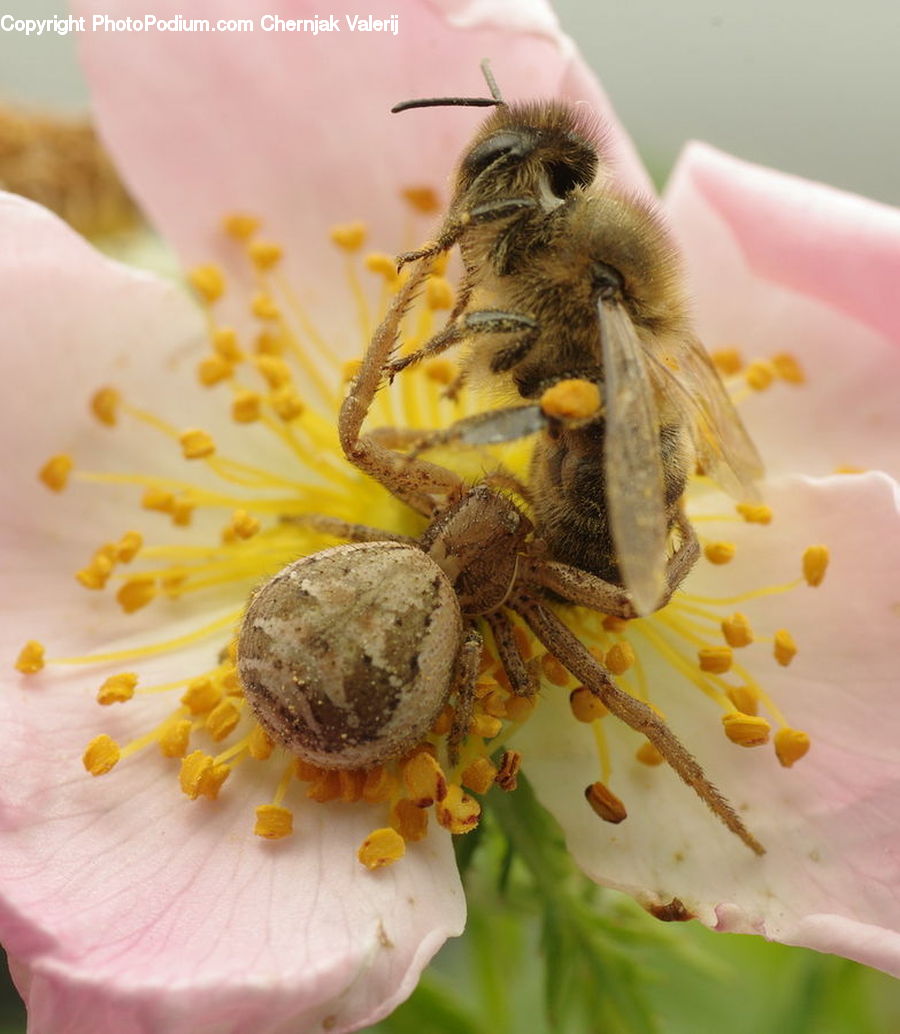 Bee, Insect, Invertebrate, Arachnid, Garden Spider, Spider, Flora