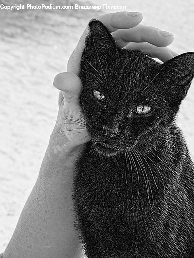 Animal, Adorable, Cat, Mammal, Manx, Pet