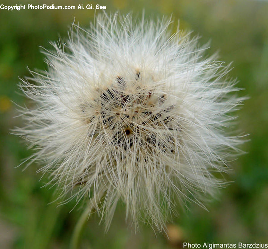Dandelion, Flower, Plant, Blossom, Flora, Field, Grass