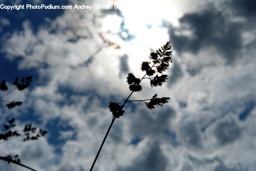 Lamp Post, Pole, Azure Sky, Cloud, Outdoors, Sky, Blossom