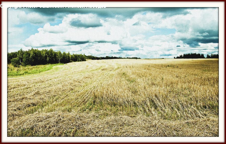 Field, Grass, Grassland, Land, Outdoors, Grain, Plant