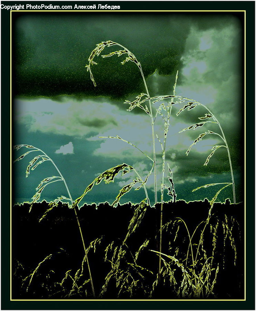 Dill, Plant, Weed, Nebula, Outer Space, Space, Universe