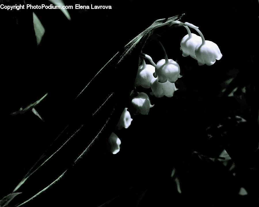 Blossom, Flora, Flower, Plant, Orchid, Lily, Accessories