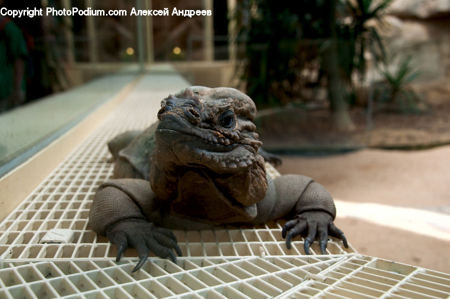 Iguana, Lizard, Reptile, Art, Gargoyle, Statue, Footwear