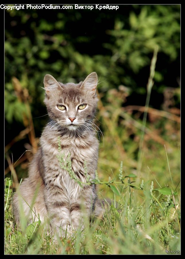 Animal, Cat, Kitten, Mammal, Pet, Adorable, Manx