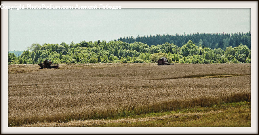 Countryside, Grassland, Meadow, Outdoors, Pasture, Ranch, Dirt Road