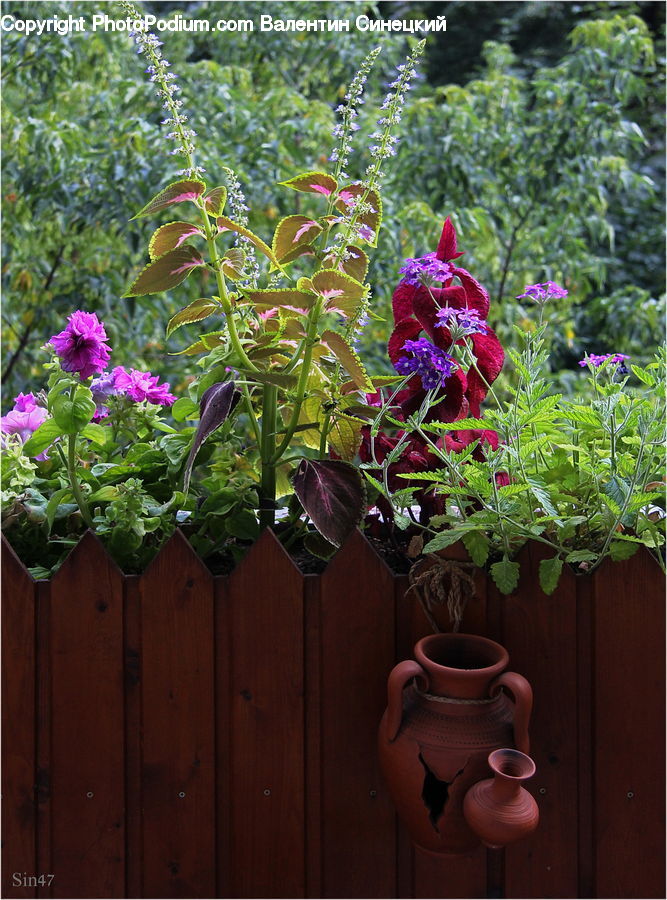 Plant, Potted Plant, Blossom, Flora, Flower, Geranium, Planter