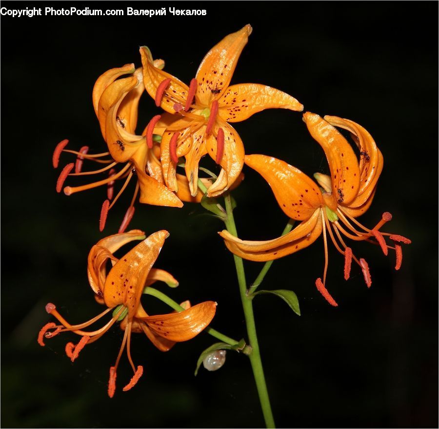 Flora, Flower, Lily, Plant, Acanthaceae, Annonaceae, Blossom