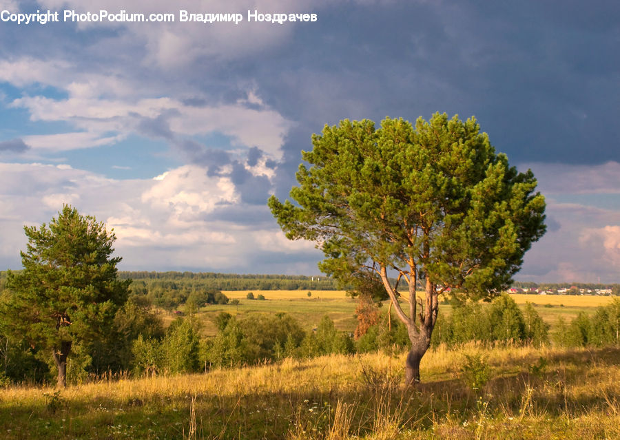 Field, Grass, Grassland, Land, Outdoors, Plant, Tree