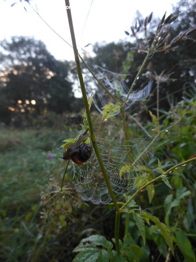 Bird, Blackbird, Cricket Insect, Grasshopper, Insect, Plant, Weed