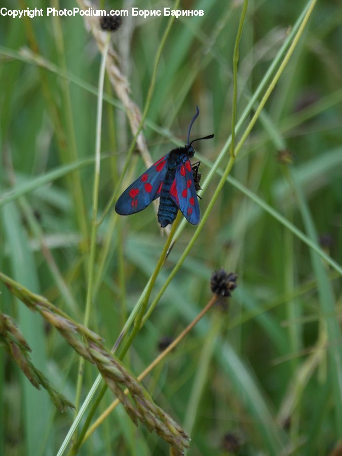 Butterfly, Insect, Invertebrate, Moth, Andrena, Apidae, Bee
