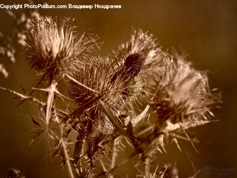 Dandelion, Flower, Plant, Grain, Seed, Fireworks, Night