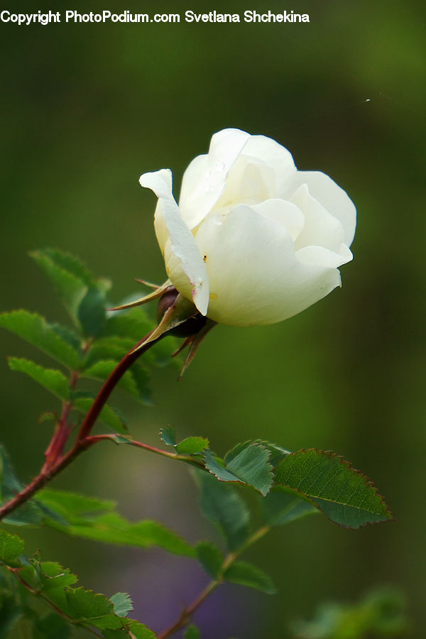 Blossom, Flora, Flower, Plant, Peony, Bud, Petal