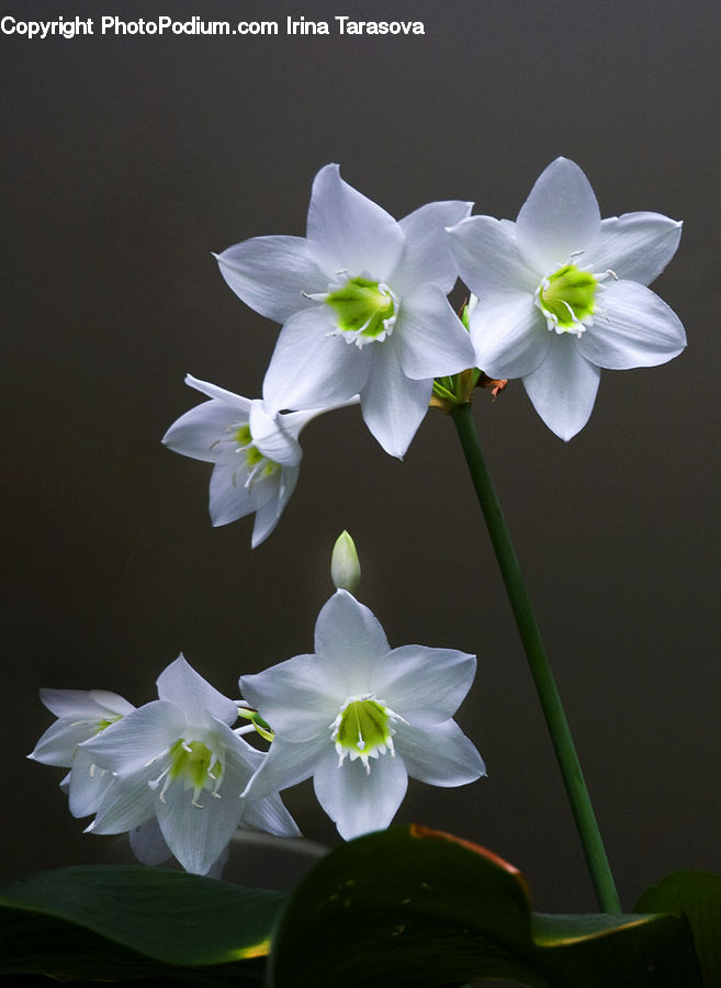 Blossom, Daffodil, Flora, Flower, Plant, Lily, Geranium