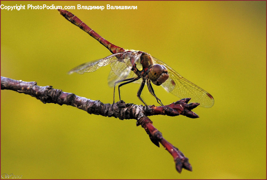Anisoptera, Dragonfly, Insect, Invertebrate